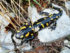 salamandra